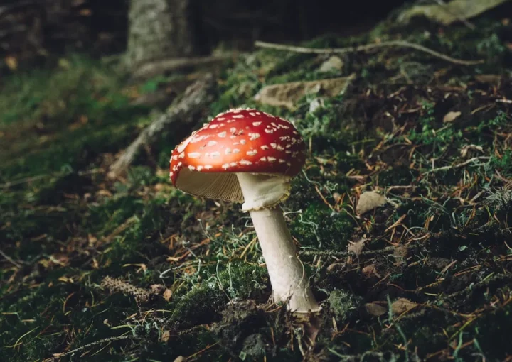 Photo forest, mushroom