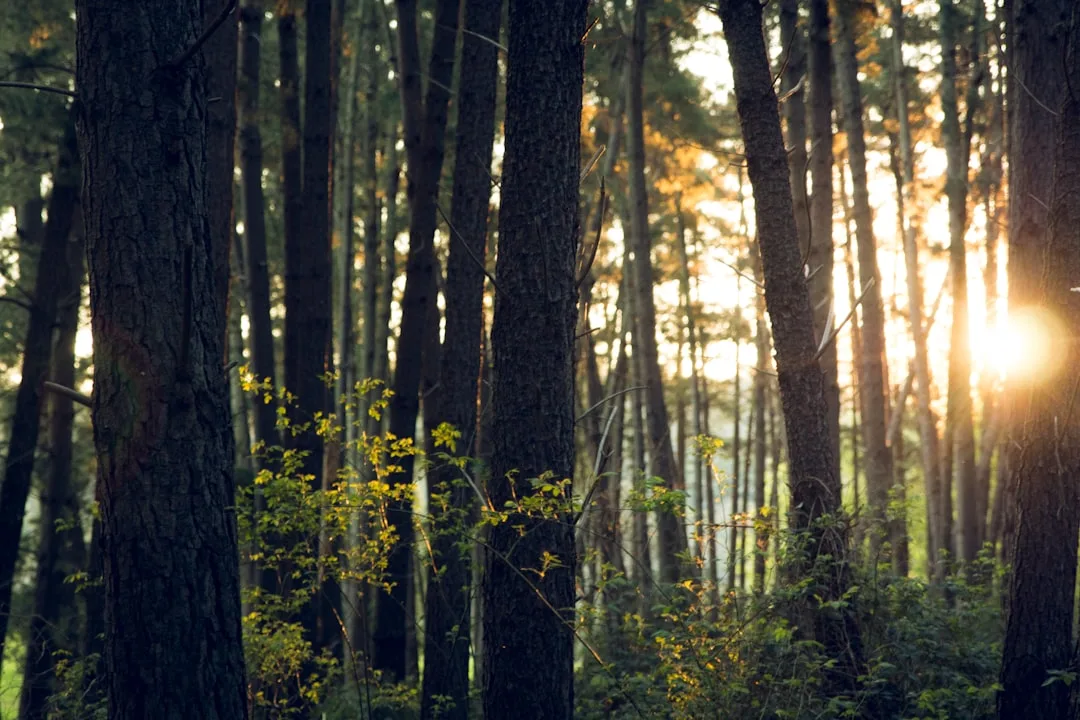 Photo Forest floor