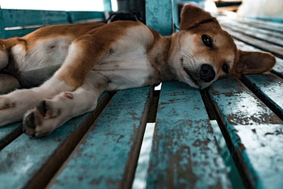 Photo Dog microchip