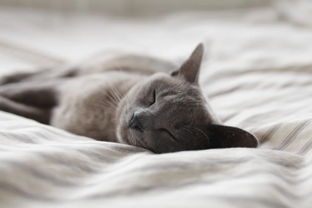 Photo Sleep