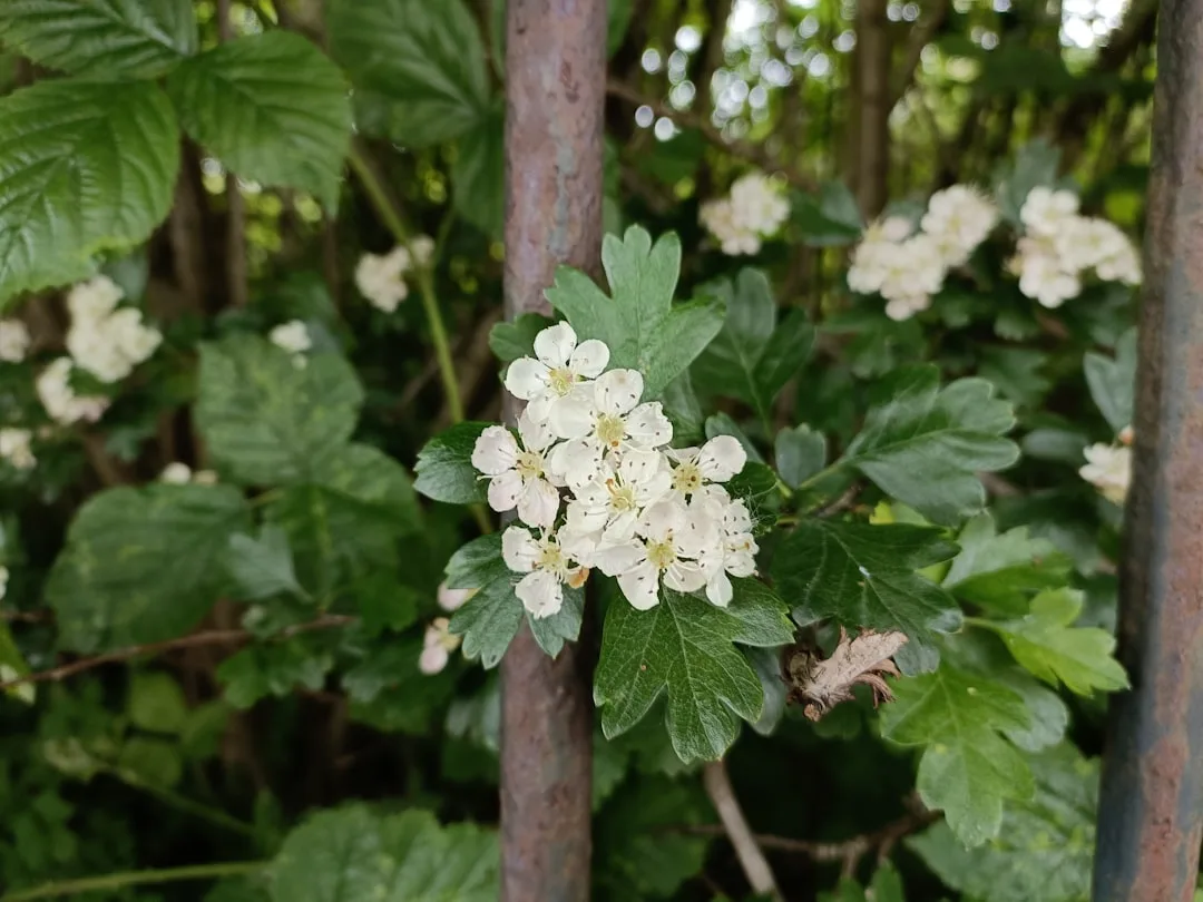 Photo elderflower