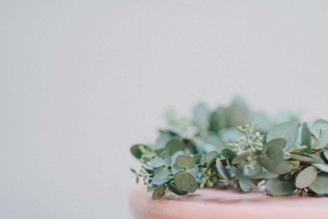 Photo eucalyptus